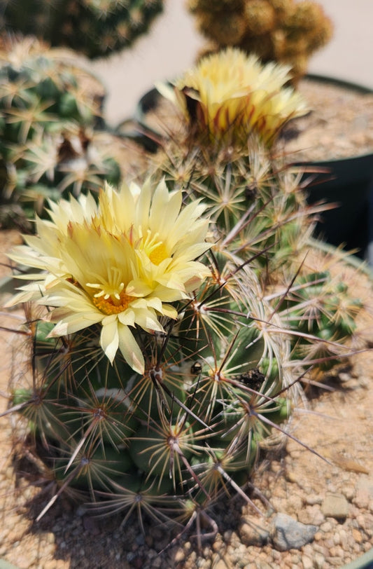 Coryphantha gladiispina Seeds