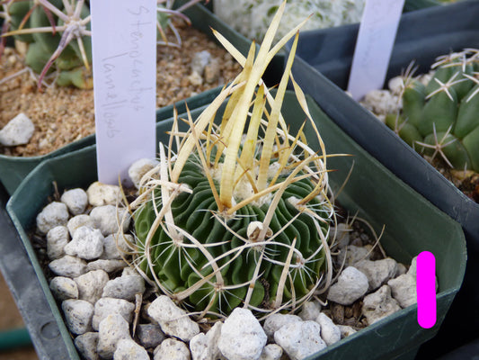 Stenocactus lamellosus Plant