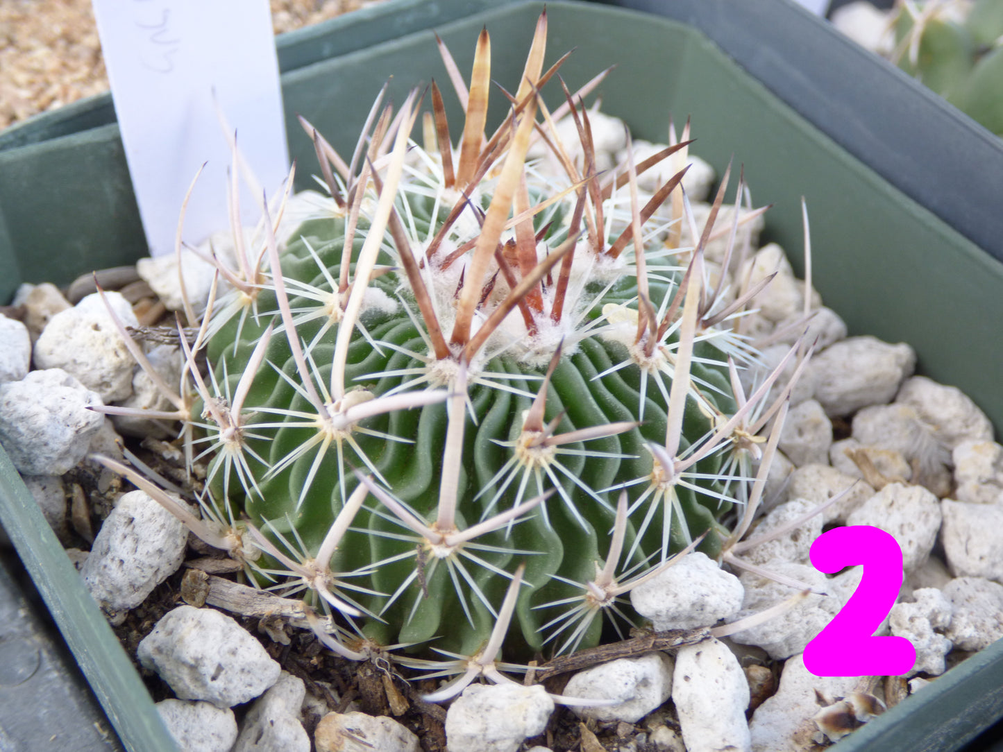 Stenocactus lamellosus Plant