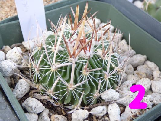 Stenocactus lamellosus Plant