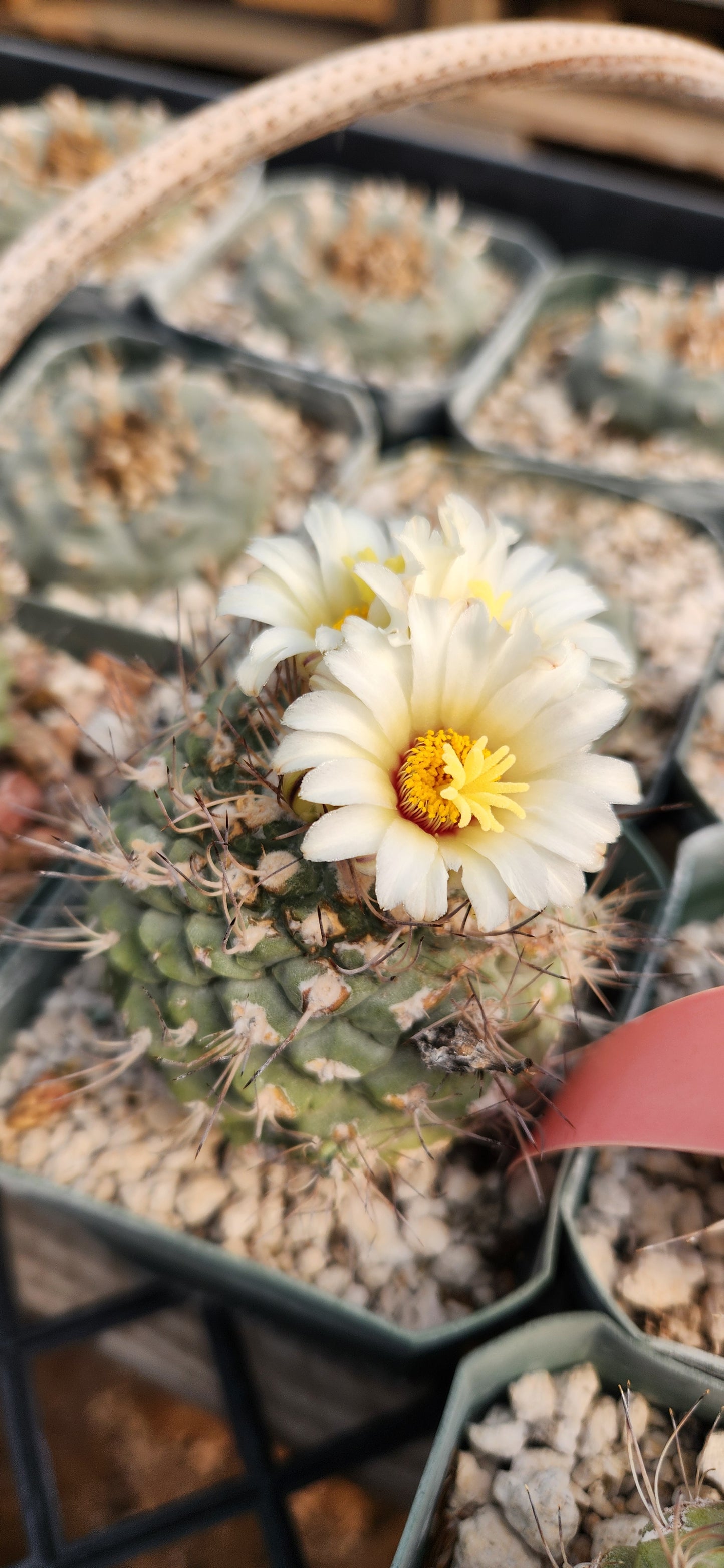 Strombocactus disciformis Seeds