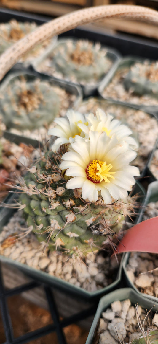 Strombocactus disciformis Seeds