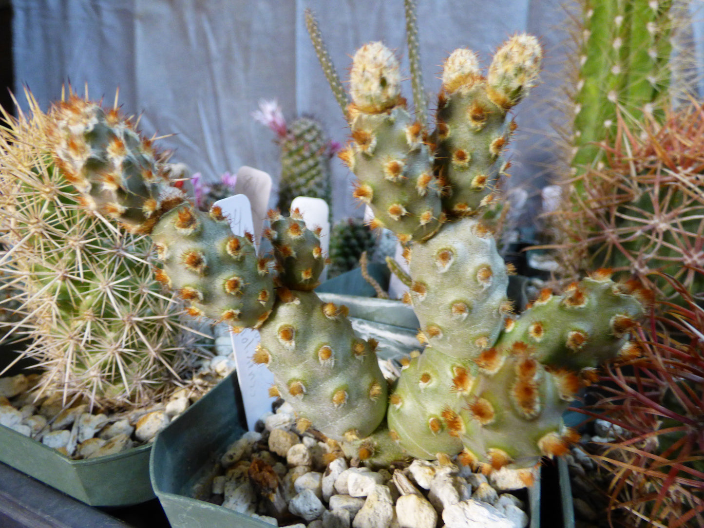 Tephrocactus molinensis Plant