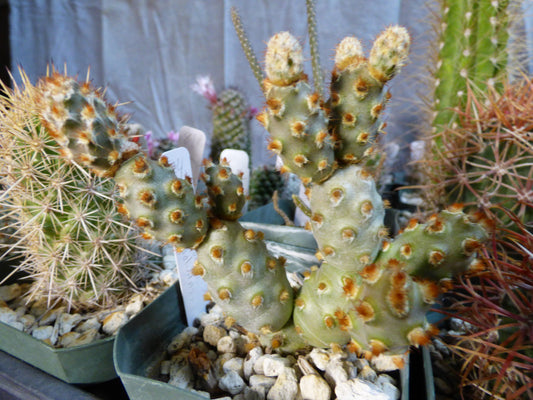 Tephrocactus molinensis Plant