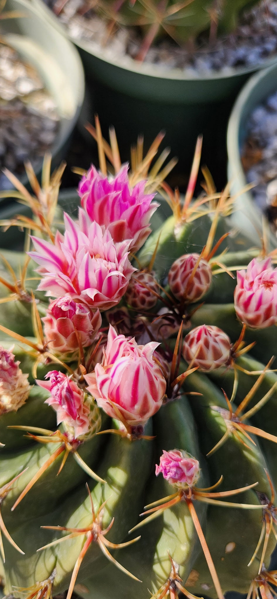Thelocactus matudae x Ferocactus pilosus Seeds