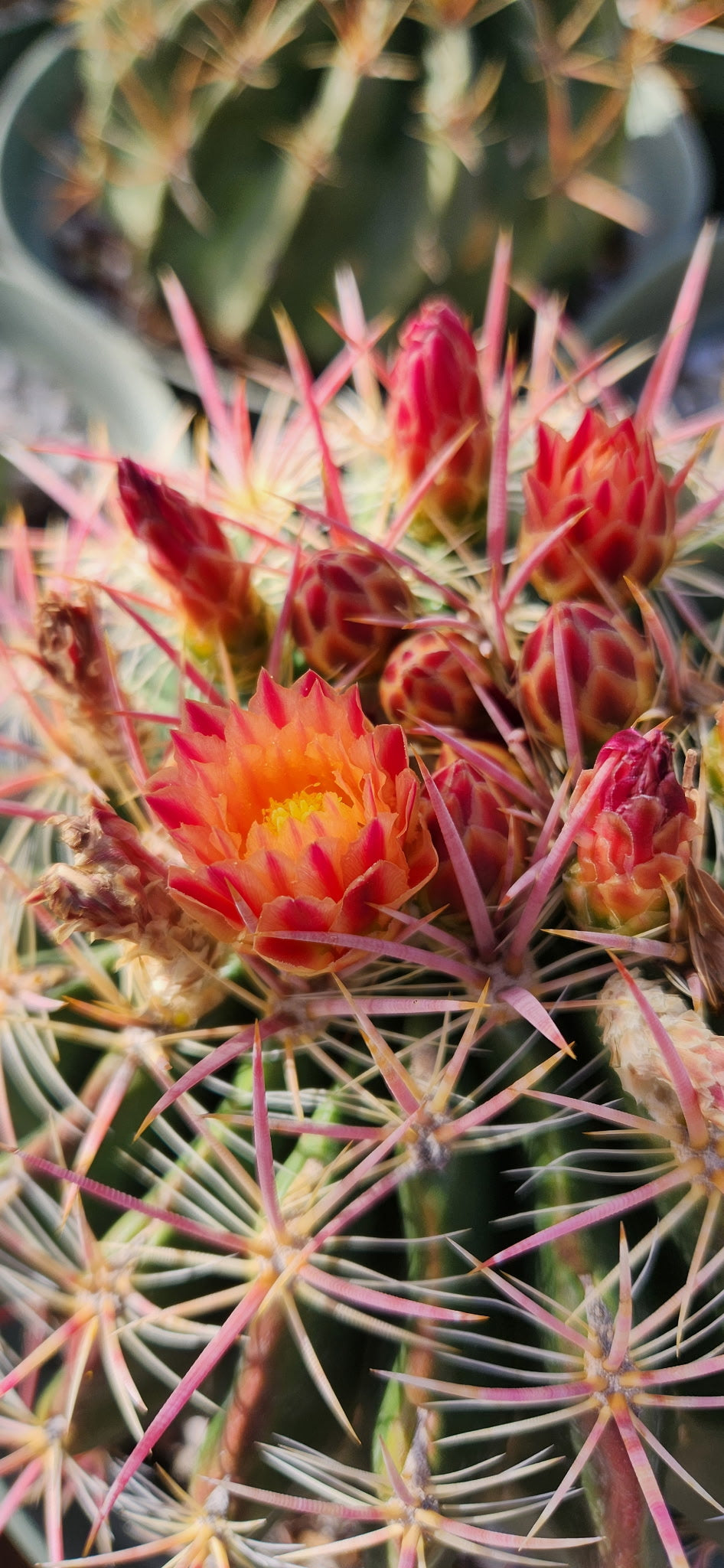 Thelocactus matudae x Ferocactus pilosus Seeds