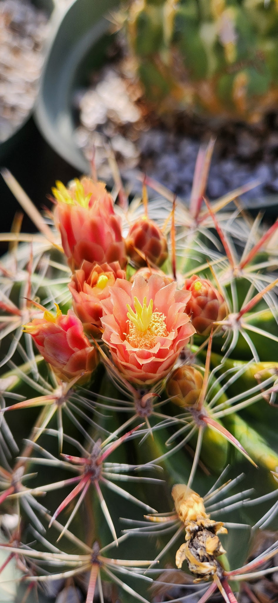 Thelocactus matudae x Ferocactus pilosus Seeds