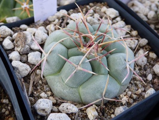 Thelocactus hexaedrophorus Plant