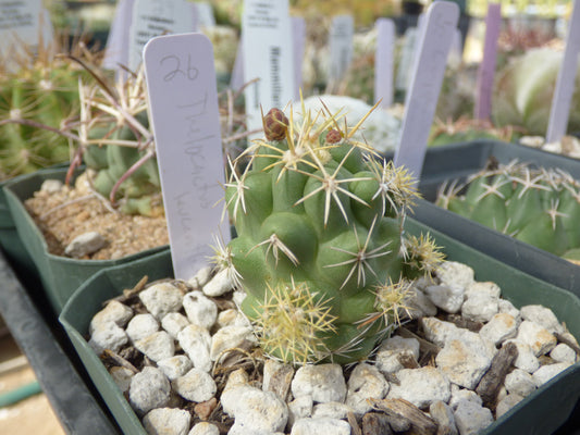 Thelocactus leucacanthus Plant