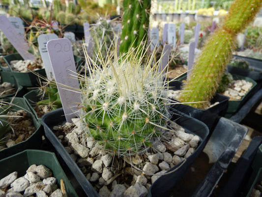 Thelocactus macdowellii Plant