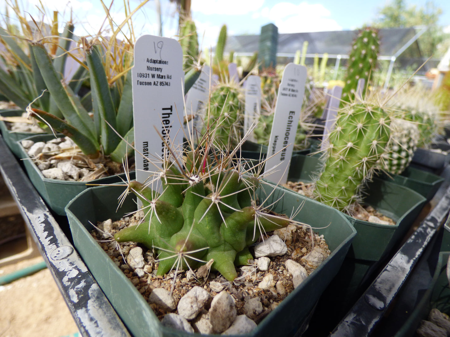 Thelocactus matudae Plant