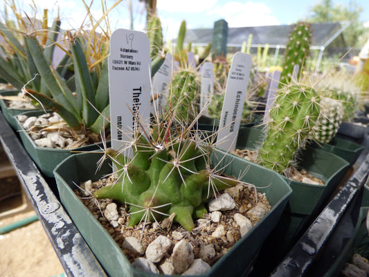 Thelocactus matudae Plant