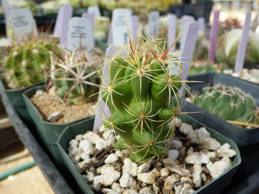 Thelocactus schmollii Plant