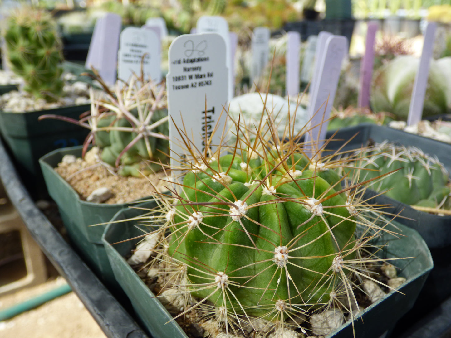 Trichocereus bruchii Plant