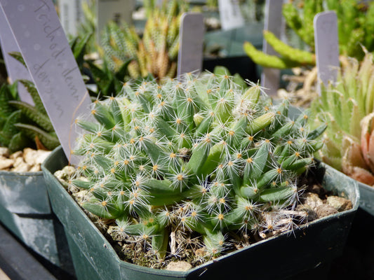 Trichodiadema densum Plant