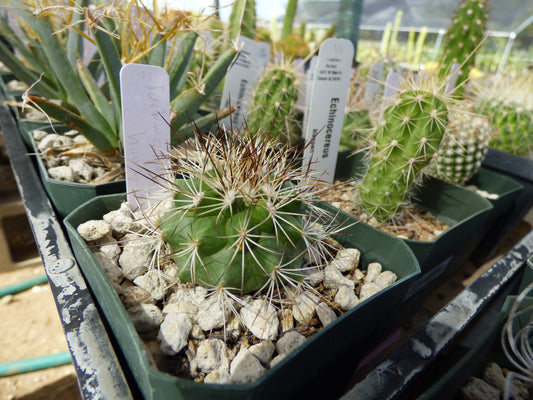 Turbinicarpus horripilus Plant