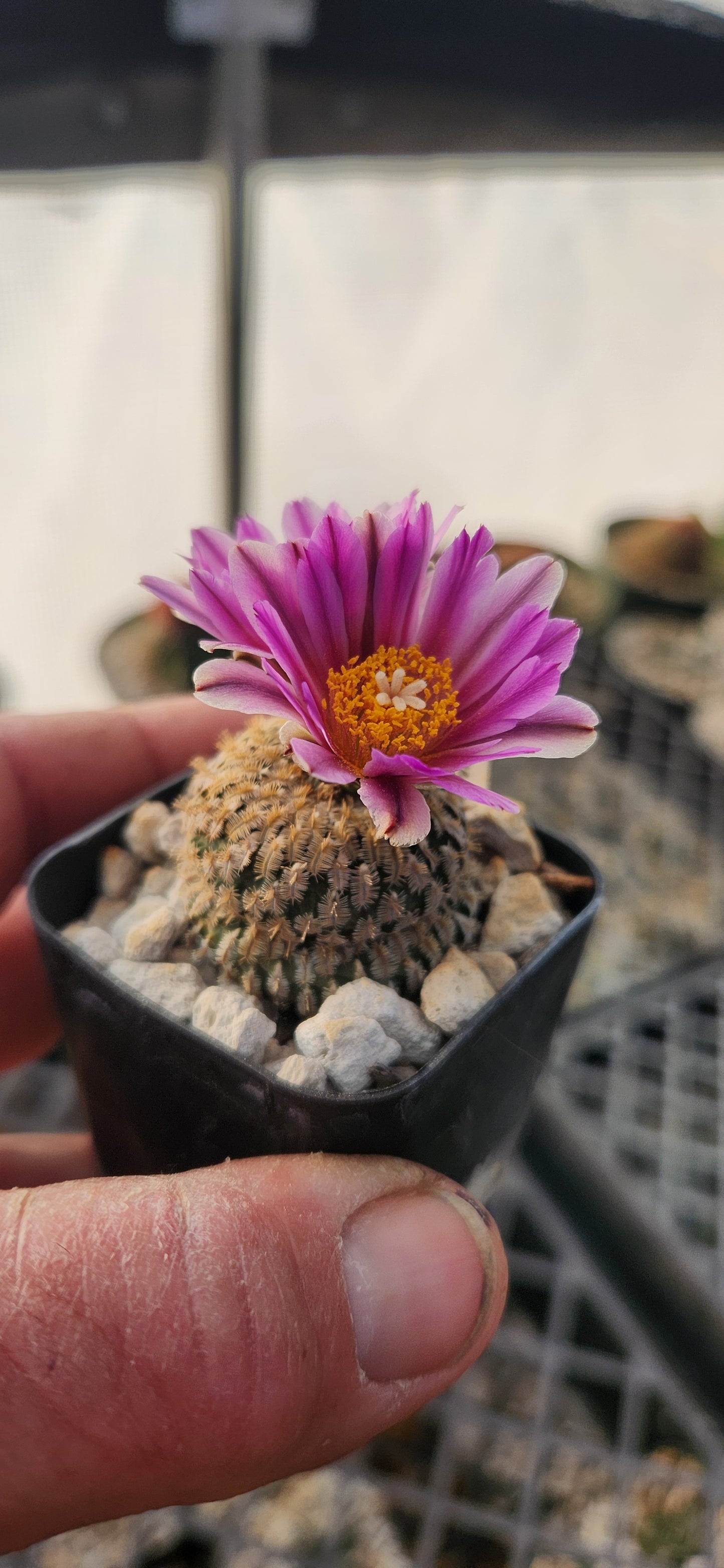 Turbinicarpus pseudopectinatus Seeds