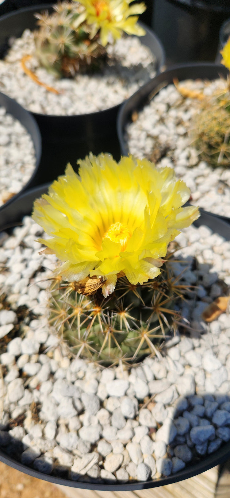 Coryphantha
