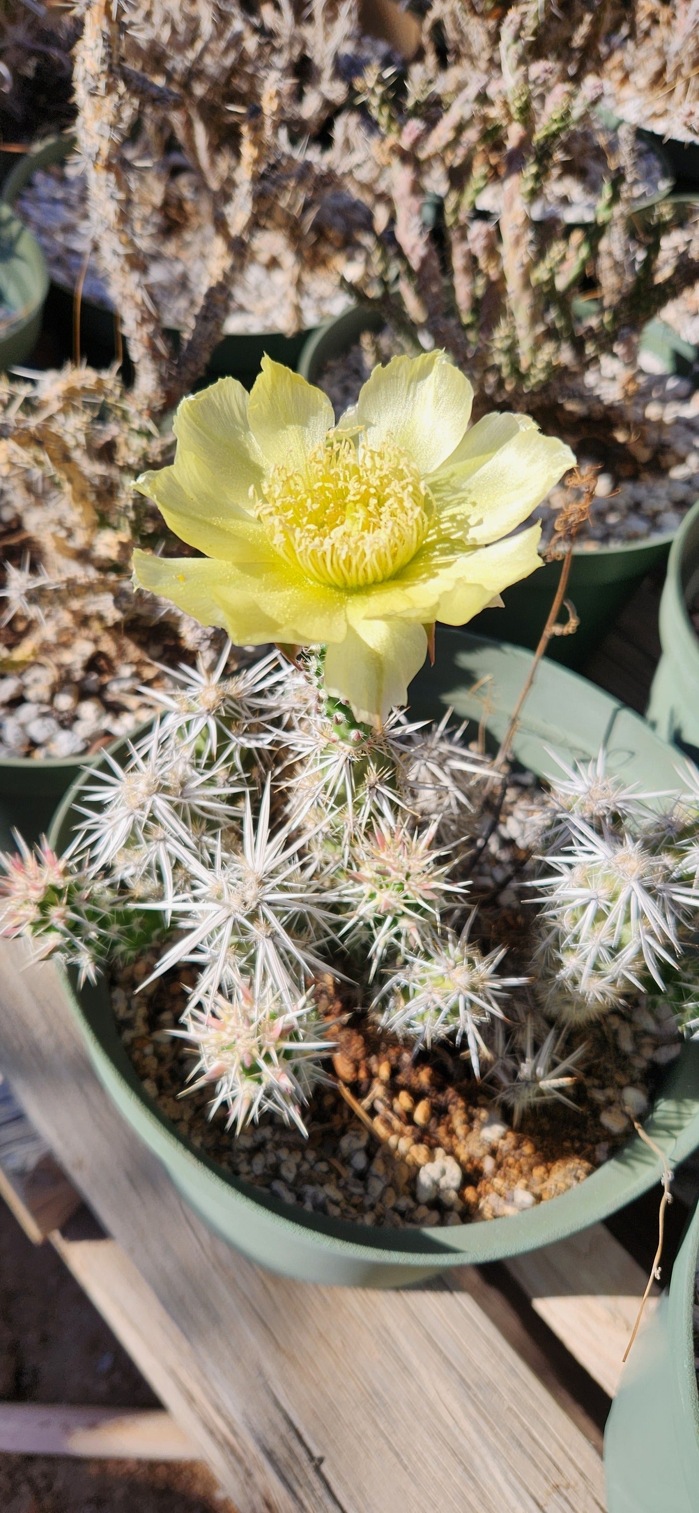 Grusonia