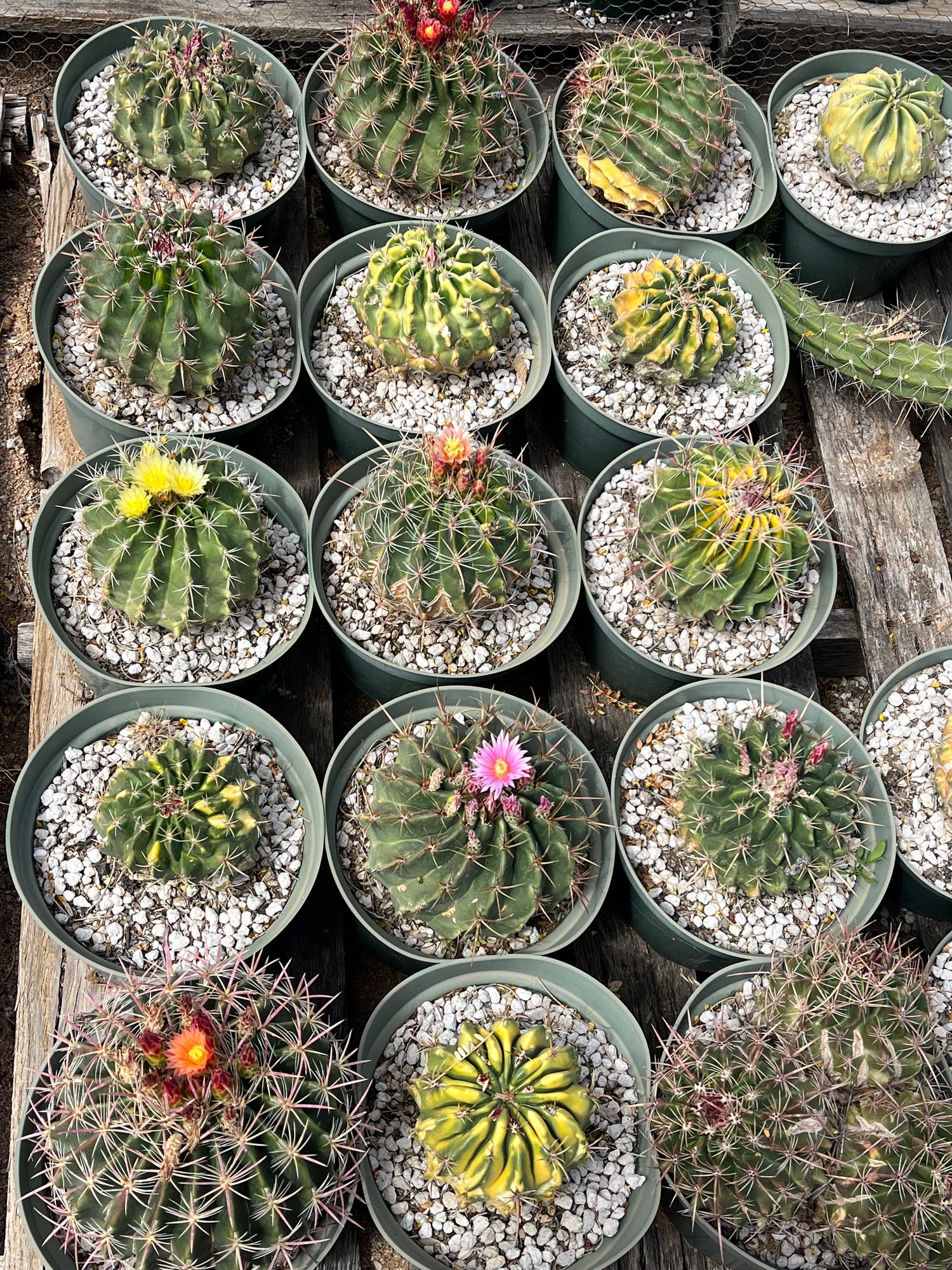 Hybrid Seeds