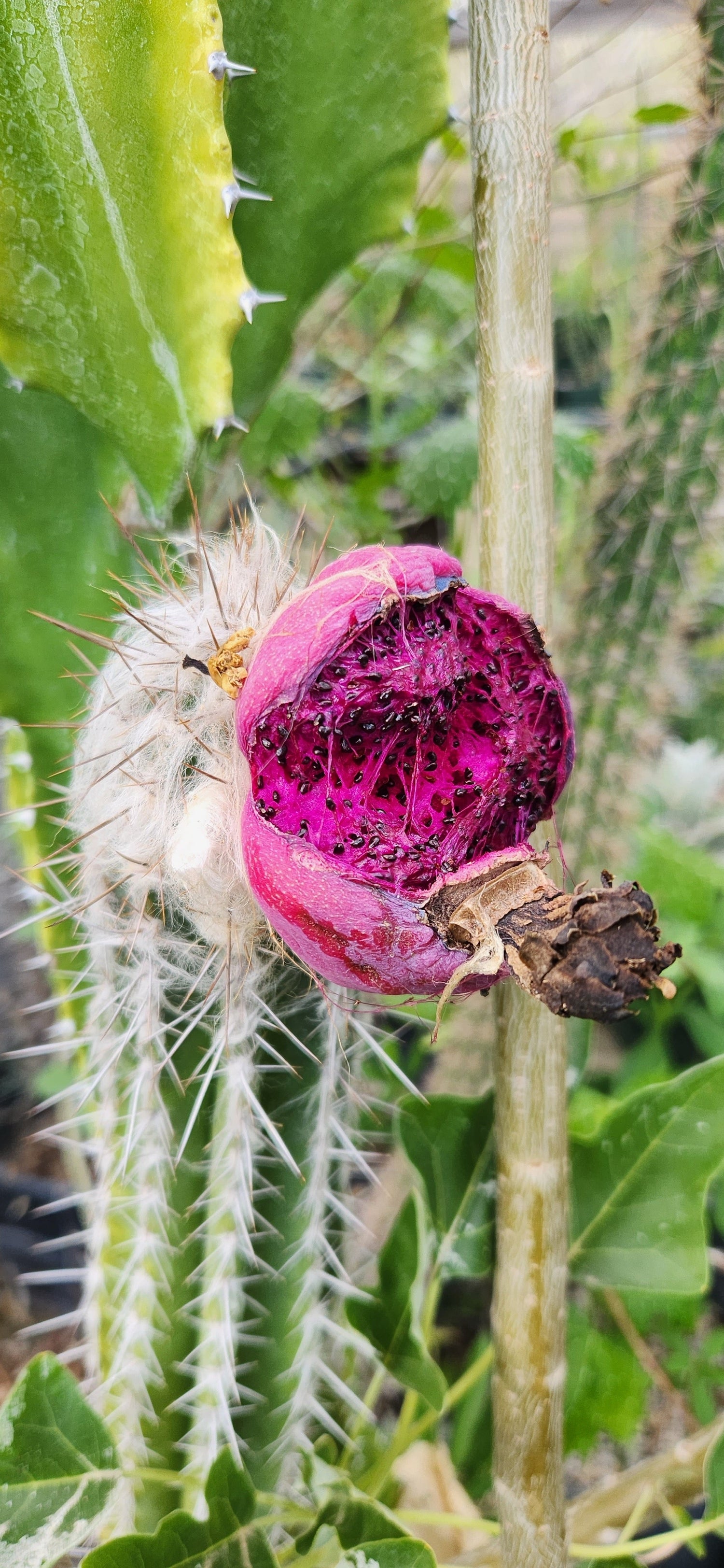 Pilosocereus