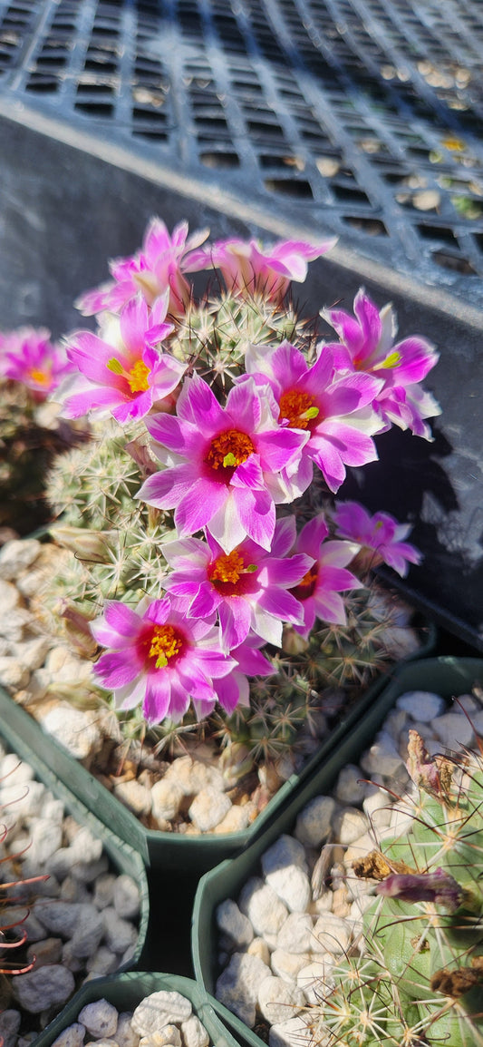 Mammillaria schumannii globosa Seeds