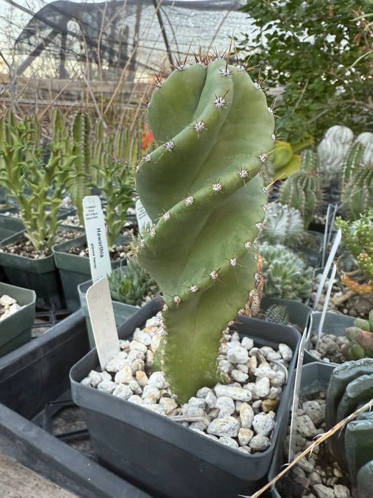 Cereus forbesii spiralis Plant