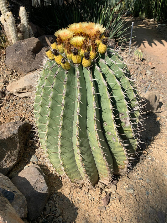 Ferocactus Pottsii Seeds