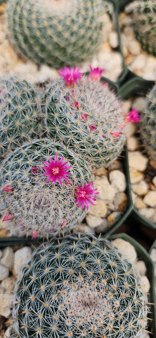 Mammillaria perbella Seeds