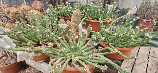 Euphorbia esculenta Seeds