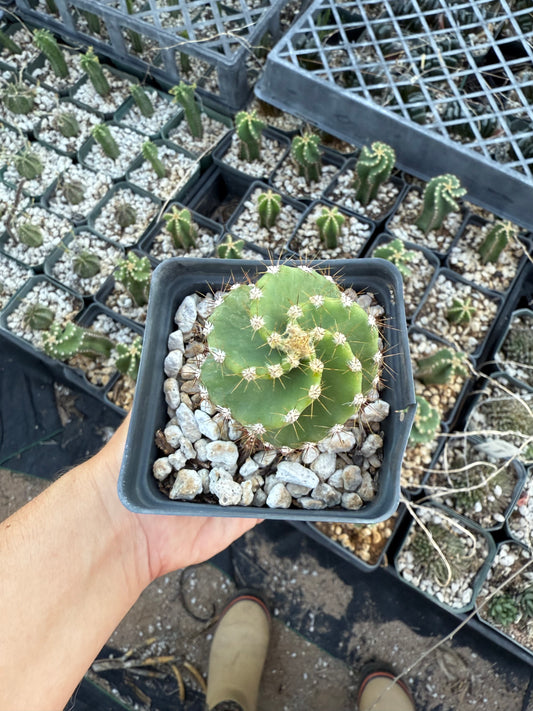 Cereus forbesii spiralis Plant