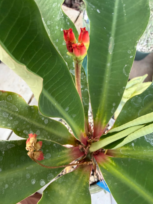 Euphorbia viguieri Seeds