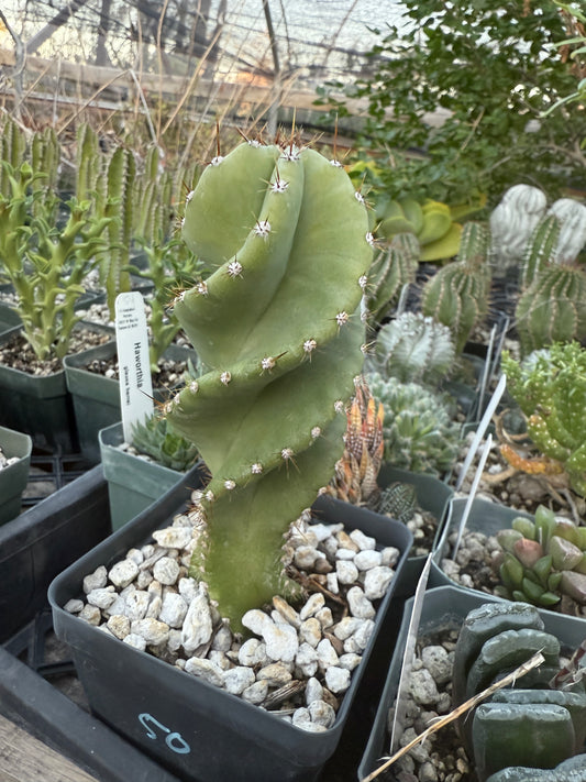 Cereus forbesii spiralis Plant