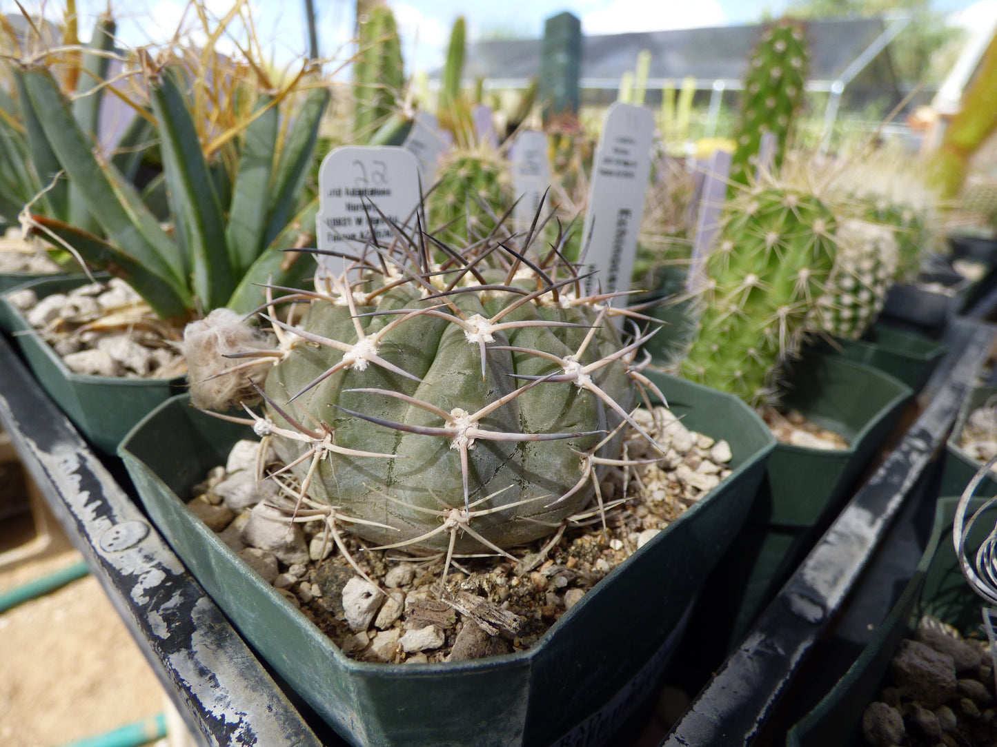 Acanthocalycium thionanthum glaucum Plant