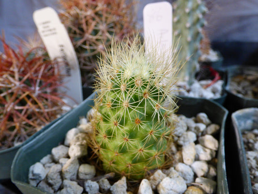 Acharagma roseanum Plant