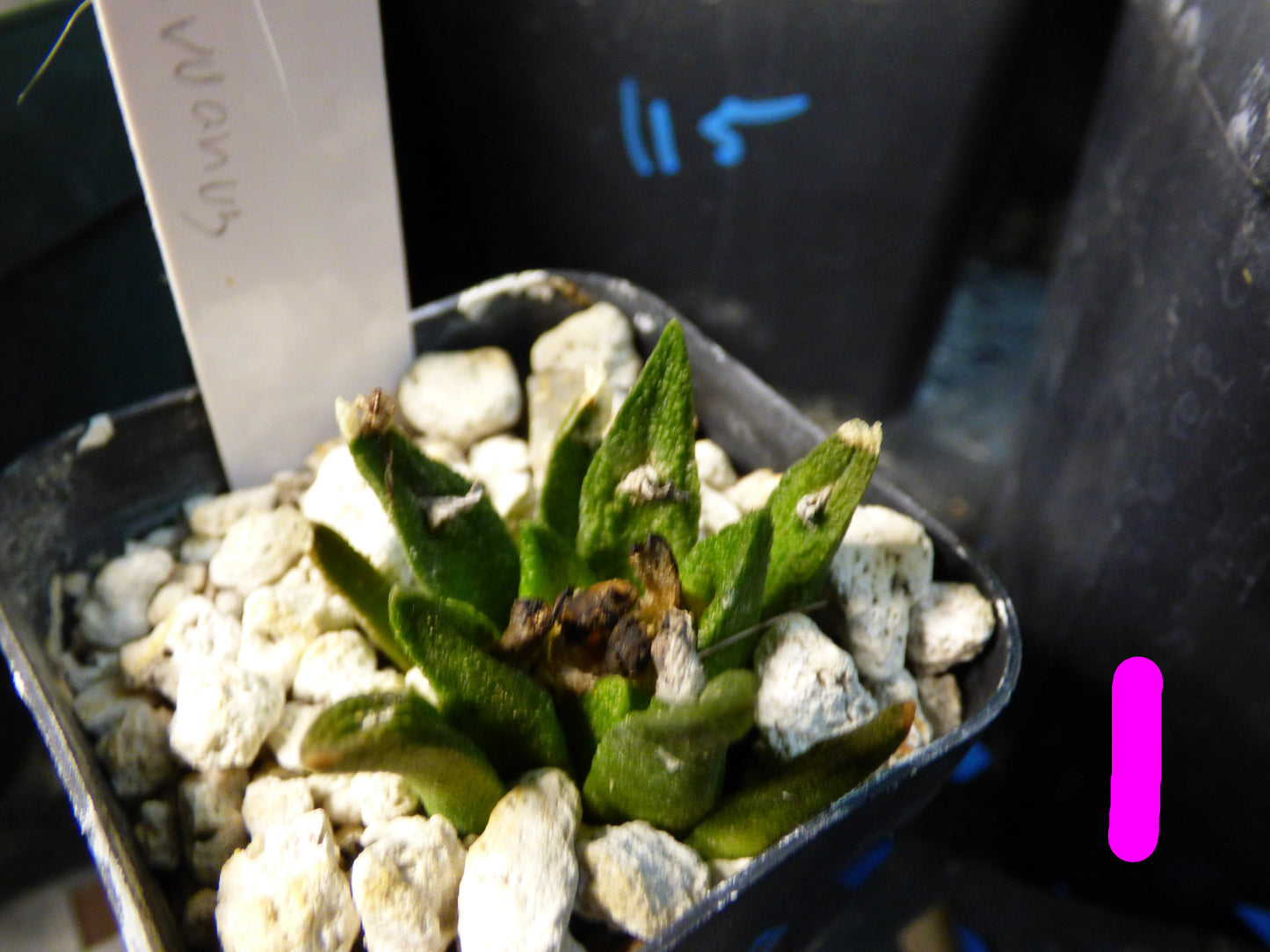 Ariocarpus bravoanus Plant