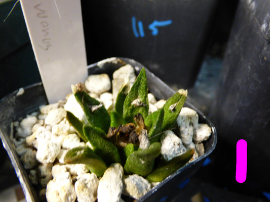 Ariocarpus bravoanus Plant