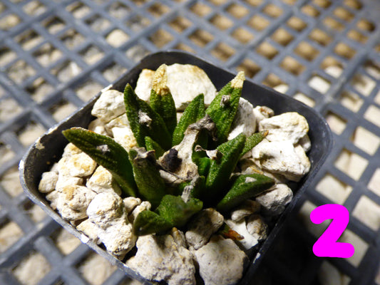 Ariocarpus bravoanus Plant