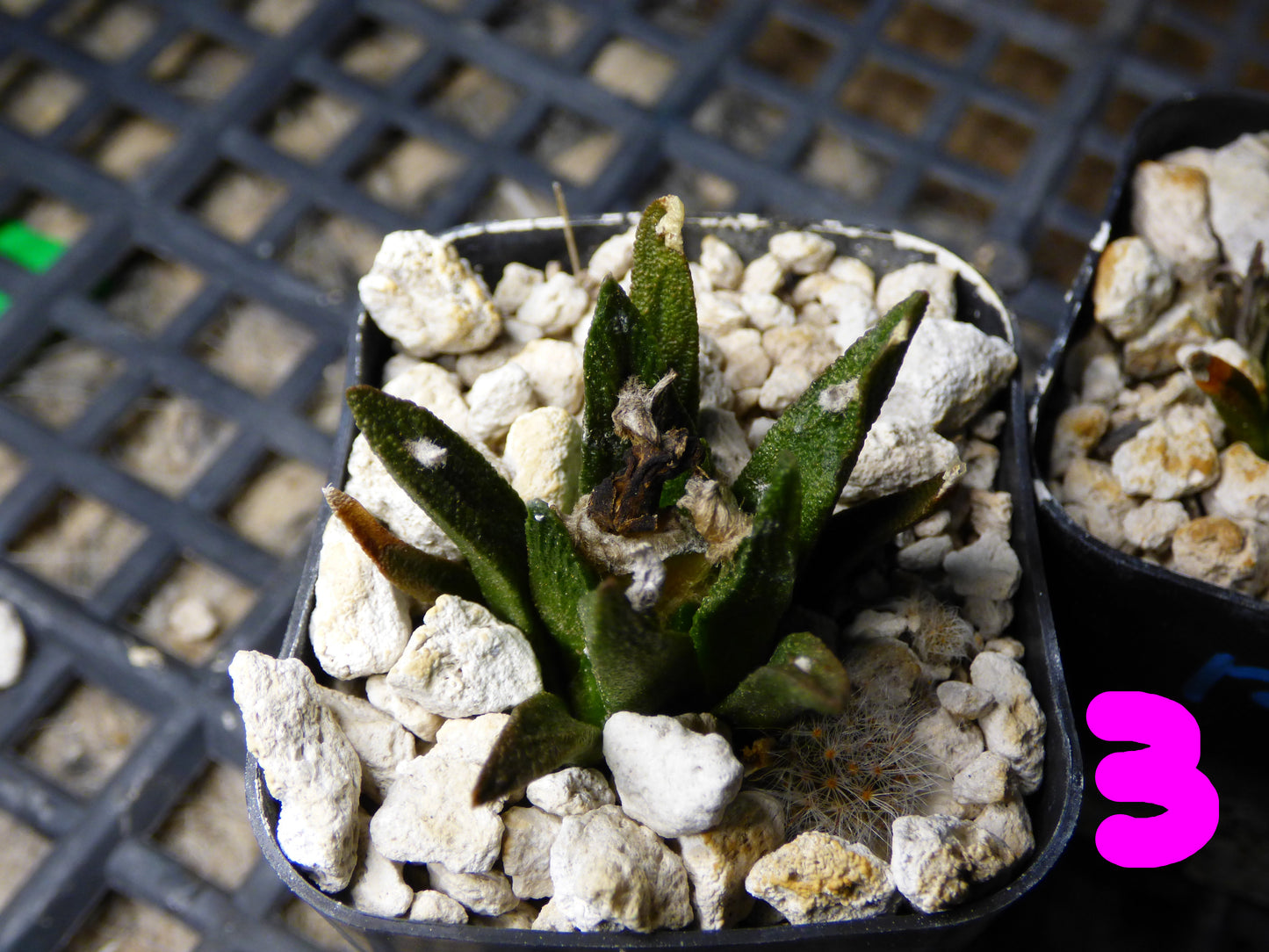 Ariocarpus bravoanus Plant