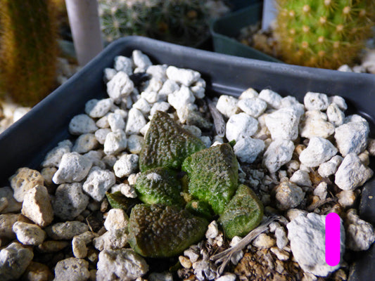 Ariocarpus fissuratus Plant