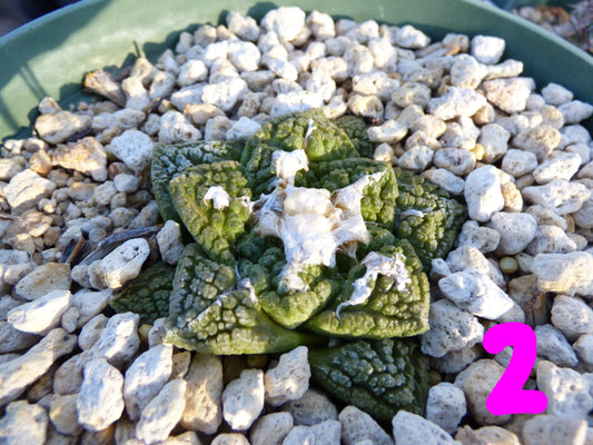 Ariocarpus fissuratus Plant