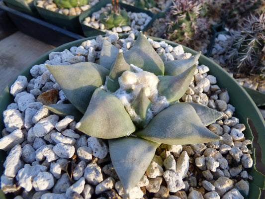 Ariocarpus retusus Plant