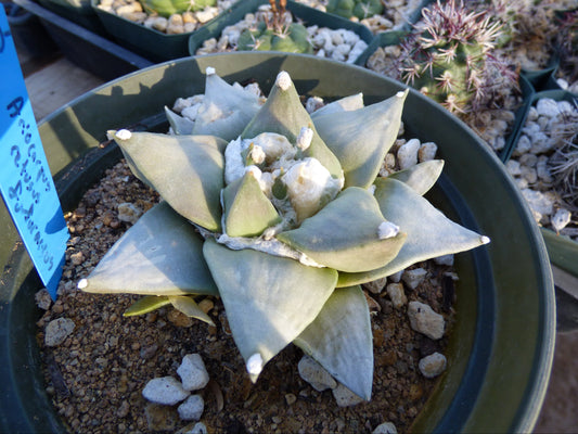 Ariocarpus retusus furfuraceus Plant