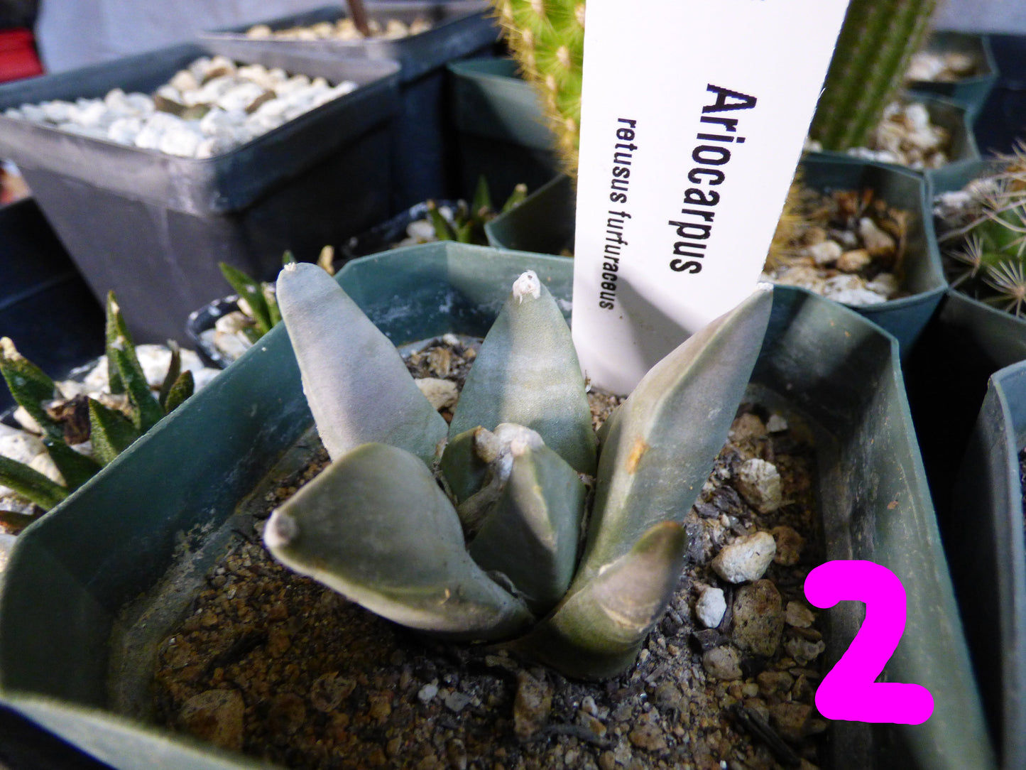 Ariocarpus retusus furfuraceus Plant