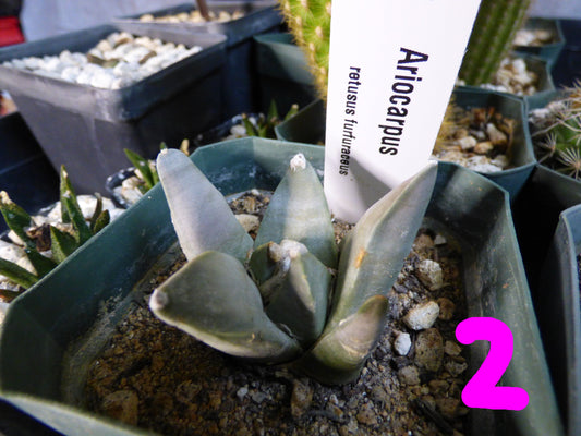 Ariocarpus retusus furfuraceus Plant