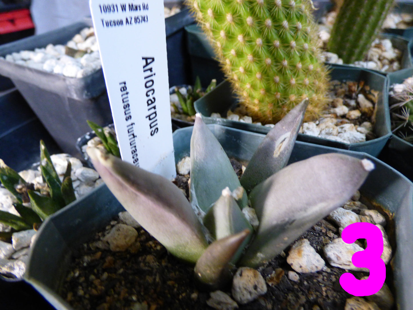 Ariocarpus retusus furfuraceus Plant