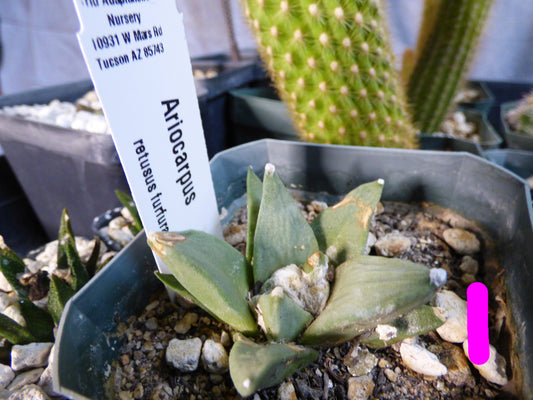 Ariocarpus retusus furfuraceus Plant
