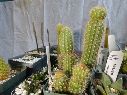 Arrojadoa horstiana Plant