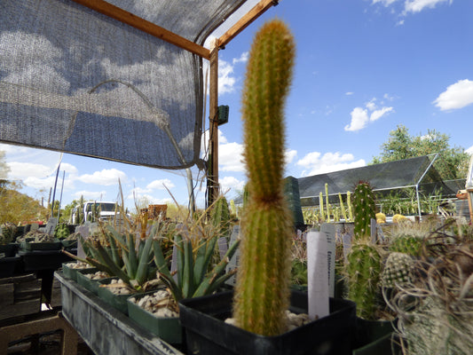 Arthrocereus rondonianus Plant