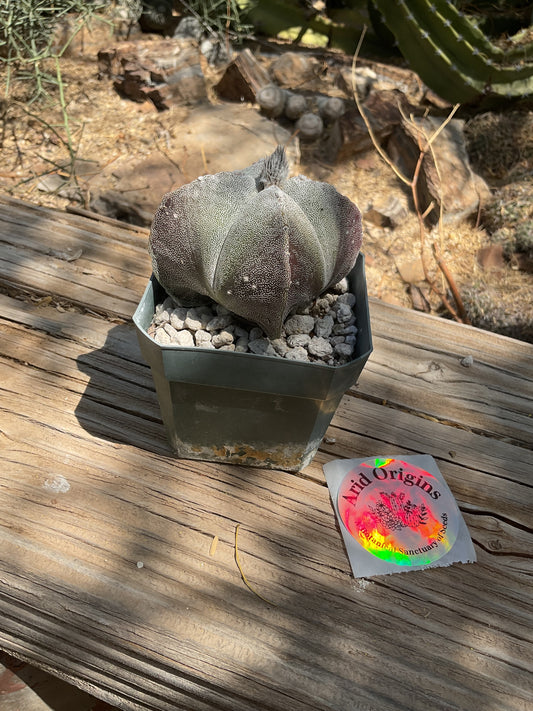 Astrophytum myriostigma quadricostatum Plant